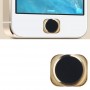 Flex კაბელი მთავარი გასაღები iPhone 5 (შავი)